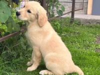 Golden Retriever Welpen in liebevolle Hände abzugeben