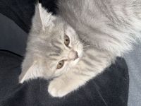 🐾 Verschmuste 12 Wochen alte BKH/BLH-Katze sucht liebevolles Zuhause