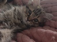 Maine coon / norwegische Waldkatze