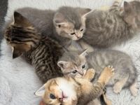 Baby katze