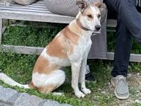 Zuhause gesucht für Dixi