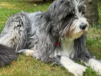 Zuhause gesucht für Malika