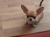 Süßer Chihuahua-Welpe darf ausziehen