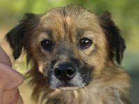 Jimmy, kleiner, freundlicher, katzenerfahrener Rüde sucht ein neues Zuhause, 5J, 34cm