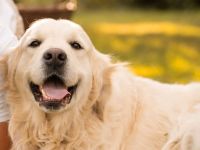 Golden-Retriever-Welpen aus familiärer liebevoller Hobby-Zucht