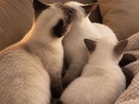 BKH Blue Point Katze / Kate