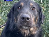 Pablo, Paco, Pancho, 10/22 - ruhige Rüden suchen ihre Menschen