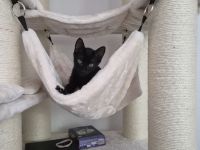Liebevoller Kater Toffi sucht neues Zuhause 🐾