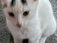 Drei wunderschöne kleine Kitten suchen ihr Für-immer-Zuhause