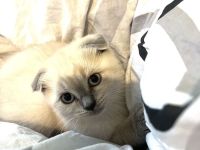 Zwei süße Britisch-Kurzhaar-Kitten