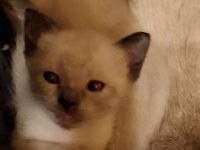 18 Wochen junge reinrassige Siam-Thai Kitten Chocolate-Point suchen bevolles Zuhause auf Lebenszeit