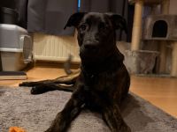Cane Corso / Malinois Dame