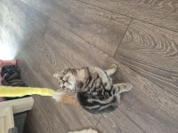 Süsser lieber kleiner Kater