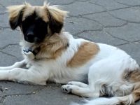 Süße Minu sucht ihre Menschen
