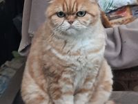 Ruhige BKH, Mädchen, kastriert , 4 Jahre