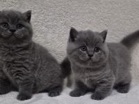 3 süße Britisch Kurzhaar Kitten suchen ein liebevolles Zuhause