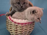 3 süße Britisch Kurzhaar Kitten suchen ein liebevolles Zuhause