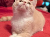 BKH Kater reinrassig mit Stammbaum
