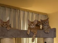 ❤️ Verschmuste Maine Coon Kitten ❤️