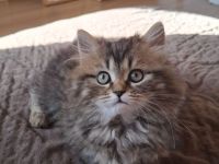 Britisch Langhaar Kater, 6 Monate