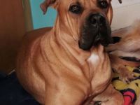 Lieber Boxer - Dogge - Mix - Rüde