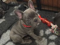 Französische Bulldoggenwelpen