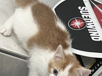 3 bezaubernde bunte Babys mit blauen Augen russisch blau mix sehr verschmust kinderlieb