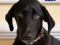 Vermittlungshilfe Buddy, 03/26 - süßes Schlappohr sucht Familie in 04205 Leipzig