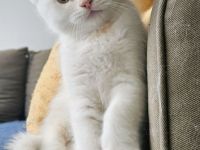 Britisch Katze BKH Katar