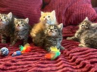 Wunderschöne Sibirische Kitten suchen ihr Für immer Zuhause