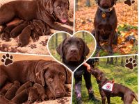 Labrador Welpen