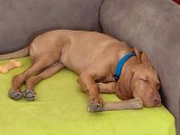 Wunderschöner ungarischer Vizsla-Welpe