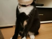Katze abzugeben