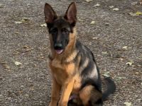 Schäferhund