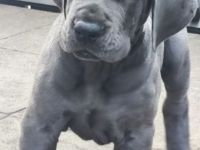 Deutsche Dogge