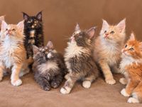 Maine-Coon-Kitten aus liebevoller Familienaufzucht
