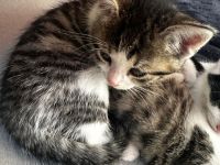 Babykatze in guten händen abzugeben