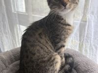 Wunderschönes Katzenmädchen (15 Wochen) sucht ein liebevolles Zuhause!
