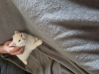 Ellie bkh mix weiß