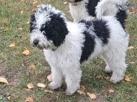 Blue – ein besonderer Spanischer ucht seine Herzensfamilie! ❤️