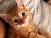 Europäischer Kurzhaar Kater