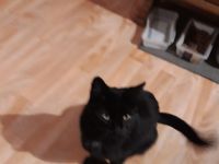 4 Jahre alte Perser Mix Luna sucht liebevolles Zuhause