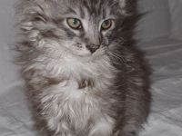 Reinrassige Maine Coon Kitten mit Stammbaum