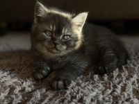 BKH Kitten / Britisch Kurzhaar kitten