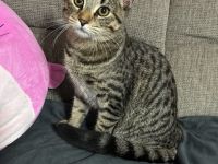 Kater sucht Dosenöffner