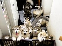 Alaskan Malamute Welpen, geb. 06.08.2026 – beide Elterntiere vor Ort