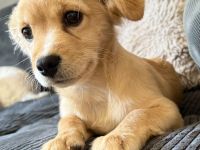 !!Dringend!!Labrador!!