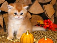 BKH Kitten Britische Kurzhaar Baby Katze golden shaded, point reinrässig Chinchilla mit Stammbaum