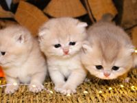 BKH Kitten Britische Kurzhaar Baby Katze golden blue creme reinrässig Chinchilla mit Stammbaum