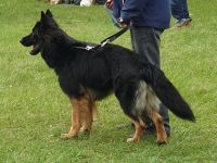 Altdeutscher Schäferhund - Deckrüde "Diego von El Dorado"